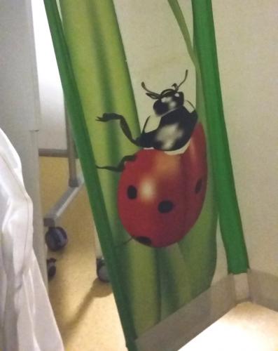 Coccinella septempunctata